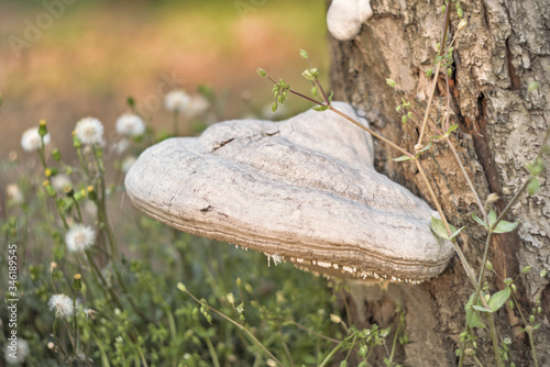 Large Mushroom on a Tree Trunk