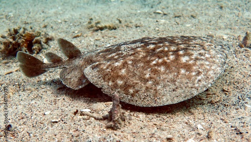 Torpedo electric ray on sand, Red Sea, Eilat, Israel.