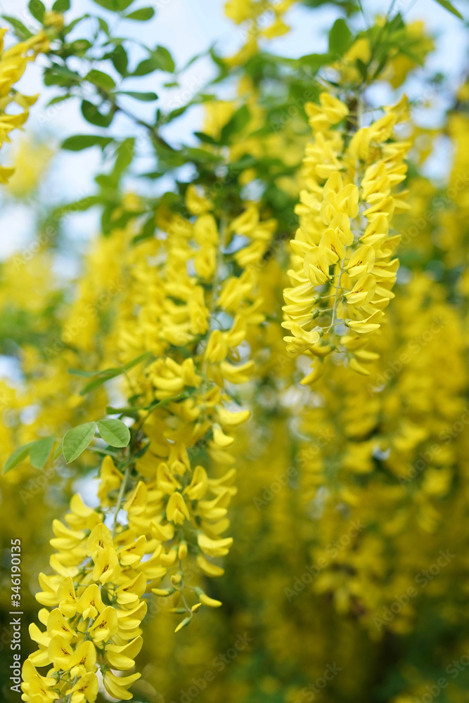 Obraz premium Laburnum, sometimes called golden chain or golden rain, is a genus of two species of small trees in the subfamily Faboideae of the pea family Fabaceae. 