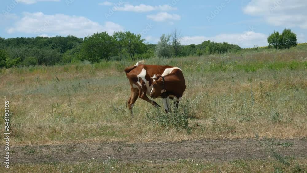 A red and white cow in the field near village road licks its hind leg. 4K Ultra HD A red and white cow in the field near village road licks its hind leg. 4K Ultra HD