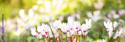 Wilde Cyclamens under the spring warm sun web header