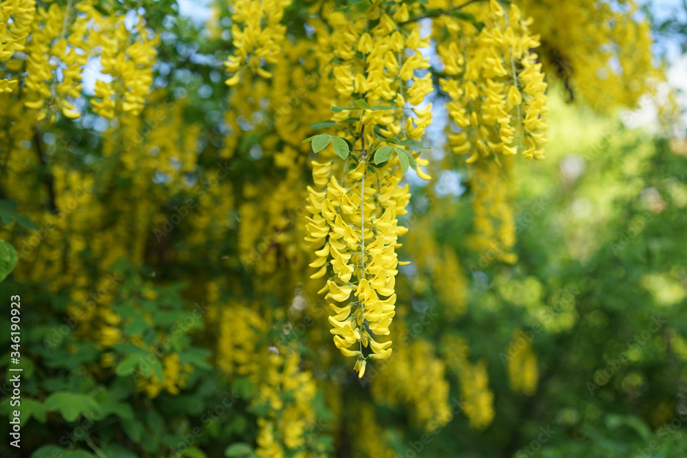 Laburnum, sometimes called golden chain or golden rain, is a genus of two species of small trees in the subfamily Faboideae of the pea family Fabaceae. Laburnum, sometimes called golden chain or golden rain, is a genus of two species of small trees in the subfamily Faboideae of the pea family Fabaceae.