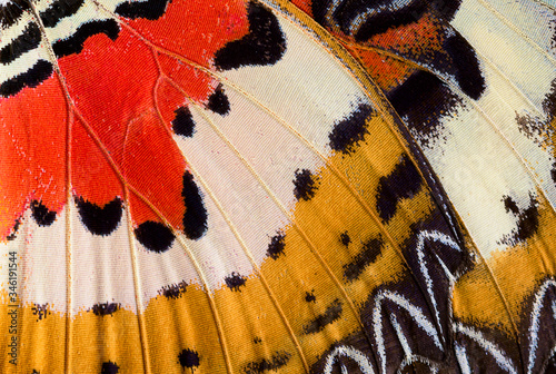 Closeup of an Indonesian cethosia hypsea butterfly wing