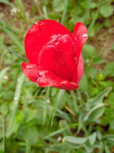 soft scarlet tulip after rain against the backdrop of a blooming spring garden