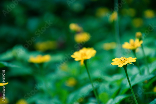 yellow flowers in the garden © Chukiat