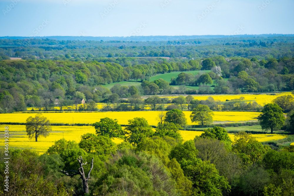 Beautiful yellow rapeseed fields on Surrey , south England - UK