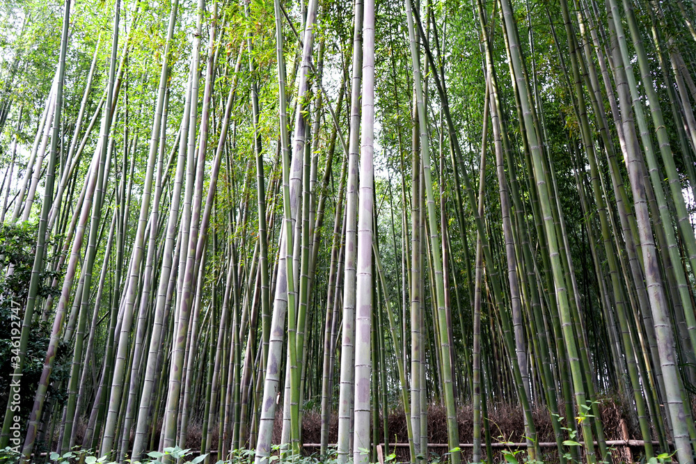 京都 嵐山 竹林 京都 嵐山 竹林