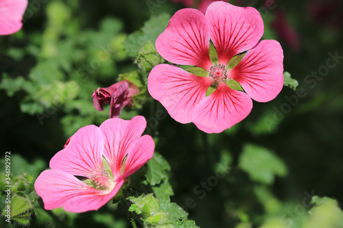 Beautiful blooming cape mallow in May © traveller70