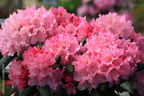Beautiful blooming rhododendron in May