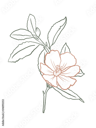 Floral summer line art on the white isolated background.