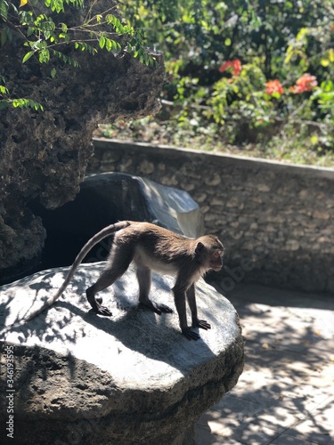 MONKEY