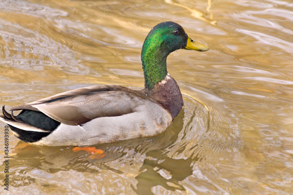 Mallard Duck Closeup Mallard Duck Closeup