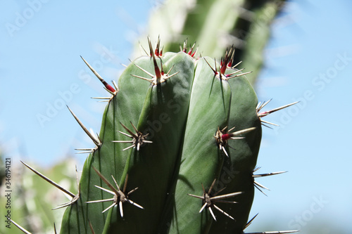 Close view of cactus Cereus jamacaru known as mandacaru or cardeiro photo