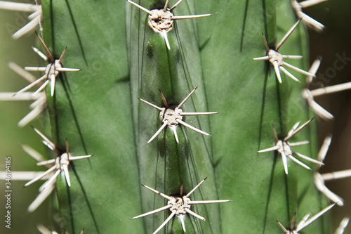 Close view of cactus Cereus jamacaru known as mandacaru or cardeiro