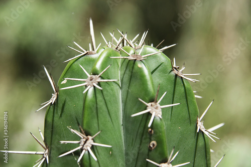 Close view of cactus Cereus jamacaru known as mandacaru or cardeiro