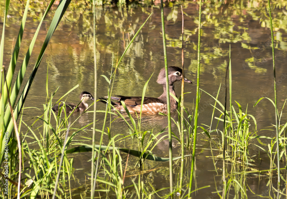 Fototapeta premium Wood Duck and Duckling