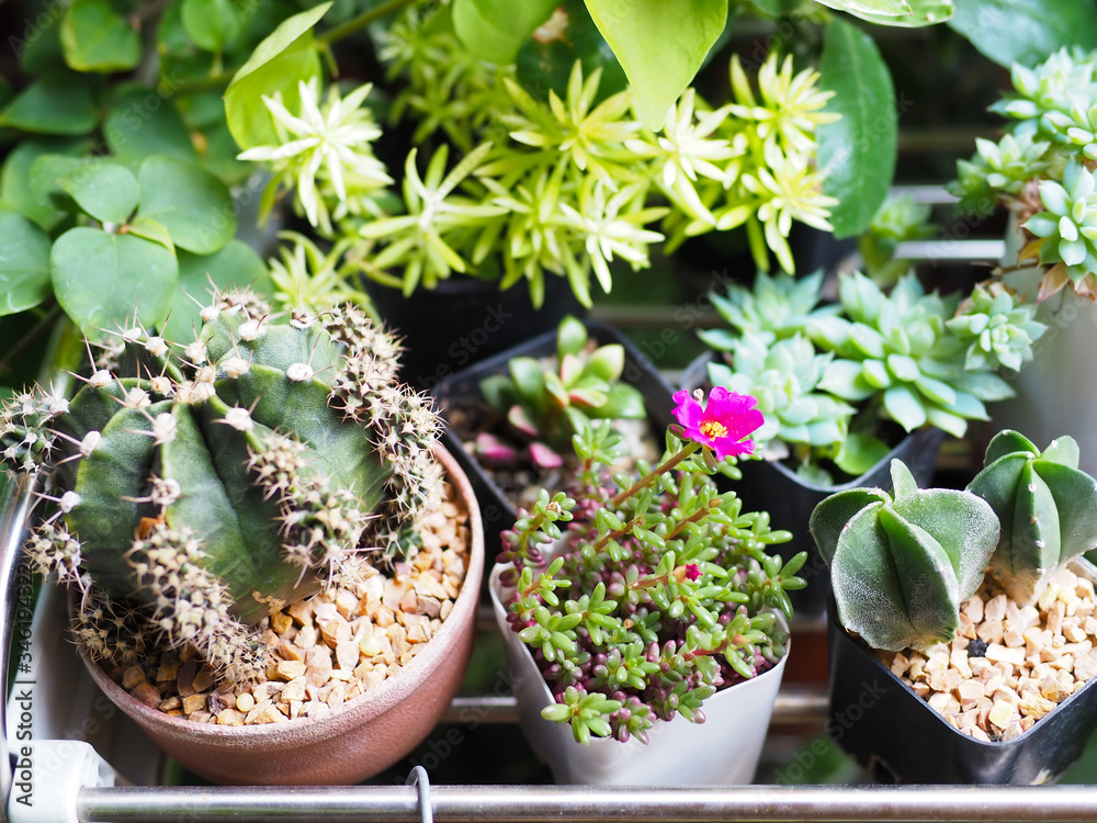 cactus and succulent houseplant in pot top view selected focus