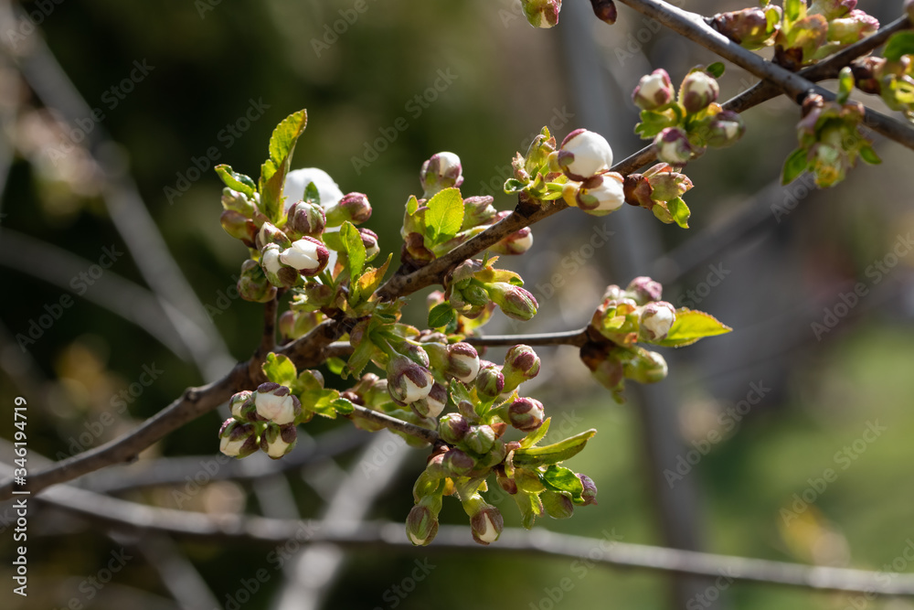 Close up of tree blossom in april Close up of tree blossom in april