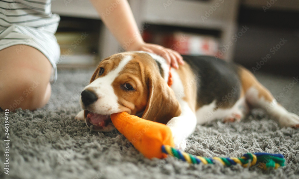 little girl stroking the head of a cute beagle puppy little girl stroking the head of a cute beagle puppy