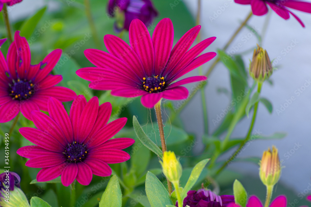 Fototapeta premium flores y utensiios de jardineria