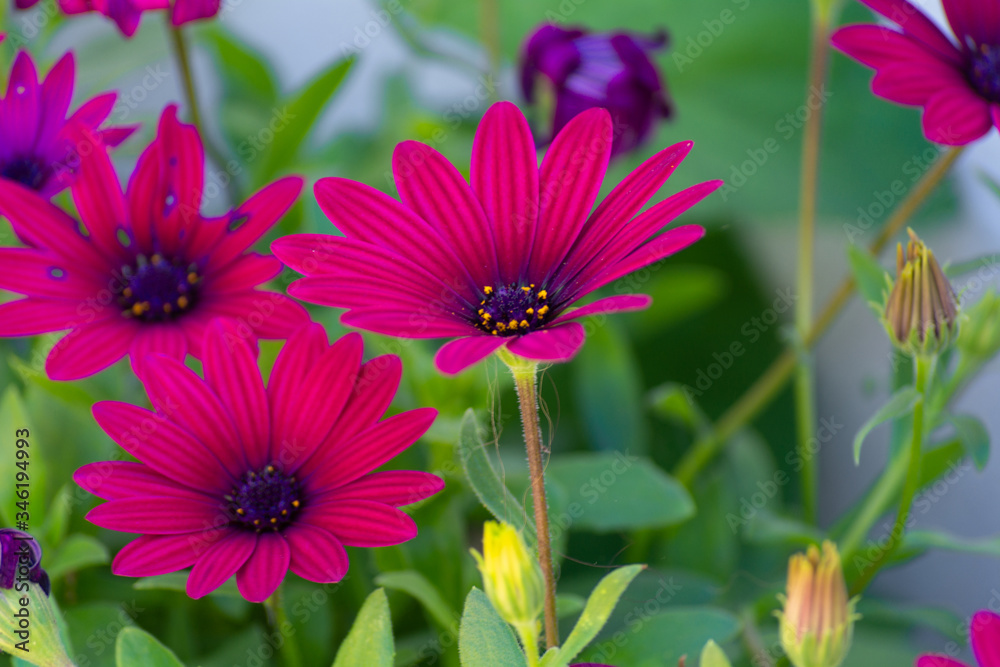 Obraz premium flores y utensiios de jardineria