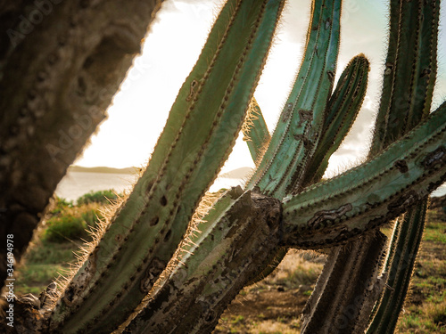 saguaro cactus 