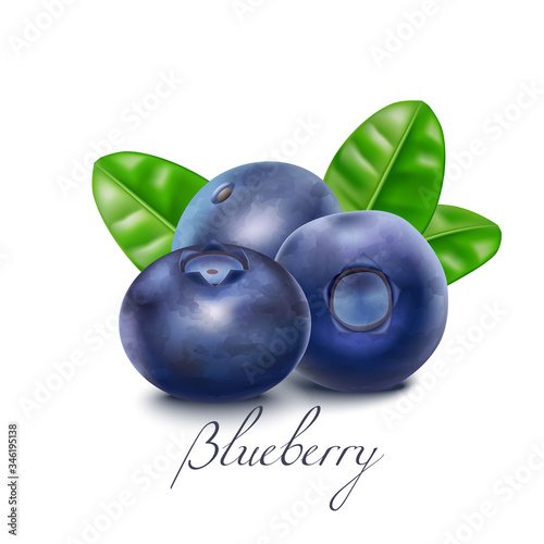 Isolated Bluberry Berries and Leaves in Realistic Style
