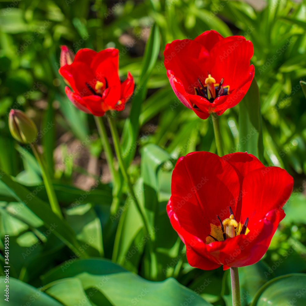 Three red tulips blooming in the garden, green background Three red tulips blooming in the garden, green background