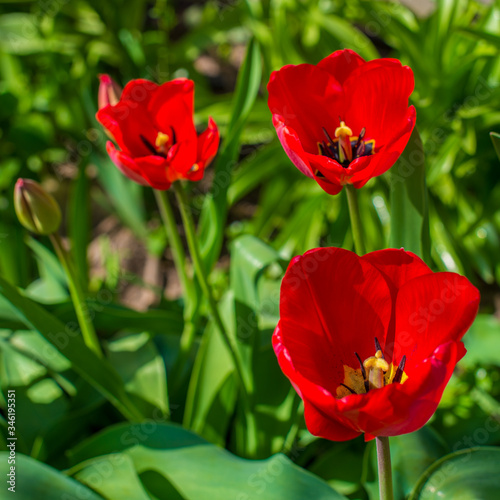 Three red tulips blooming in the garden, green background