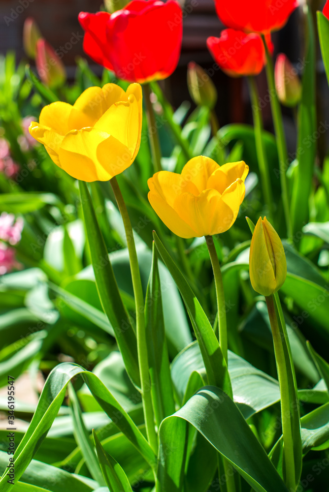 Yellow blooming tulips in the foreground, red tulips in the background Yellow blooming tulips in the foreground, red tulips in the background