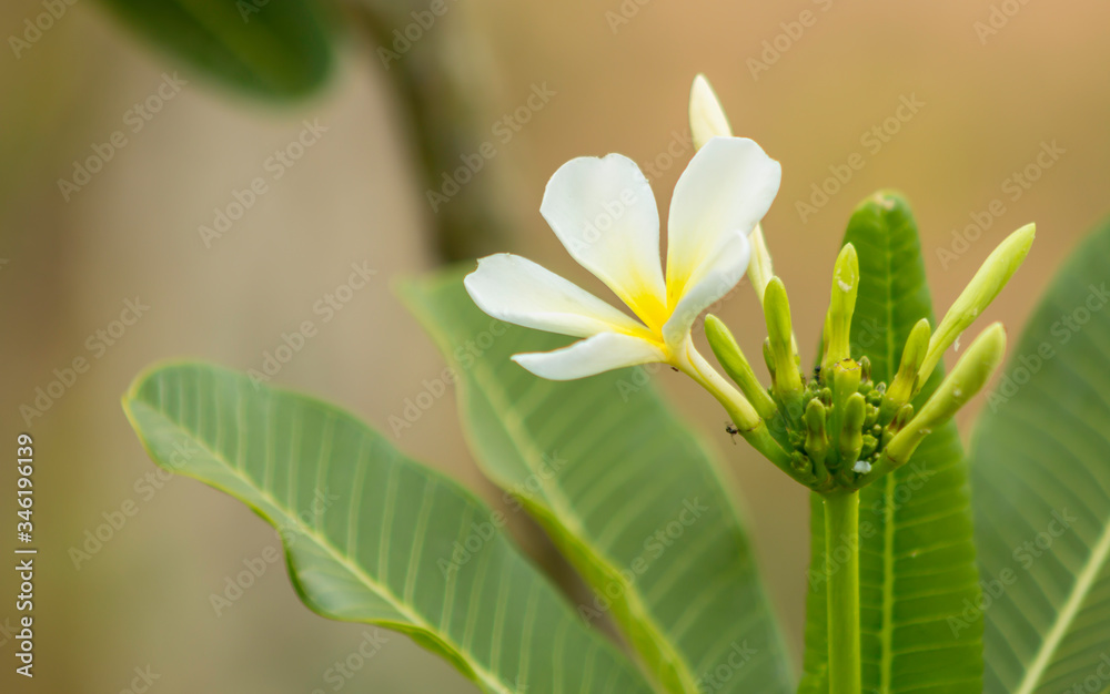 Plumeria flower Plumeria flower