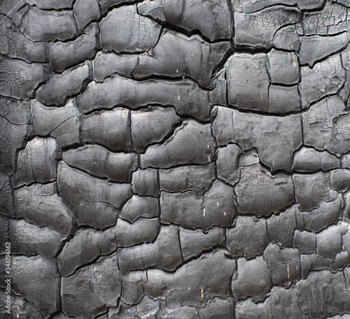 Burnt tree as a background. Burnt wood surface photo
