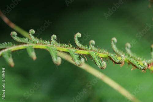 fern bud for background