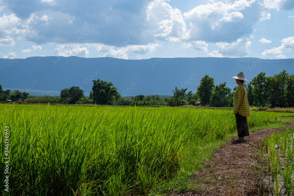 Woman farmer staring green rice seedlings in a paddy field with beautiful sky and cloud, The sun over a mountain range in the background, Rural scene Phu Luang mountains in Thailand Woman farmer staring green rice seedlings in a paddy field with beautiful sky and cloud, The sun over a mountain range in the background, Rural scene Phu Luang mountains in Thailand