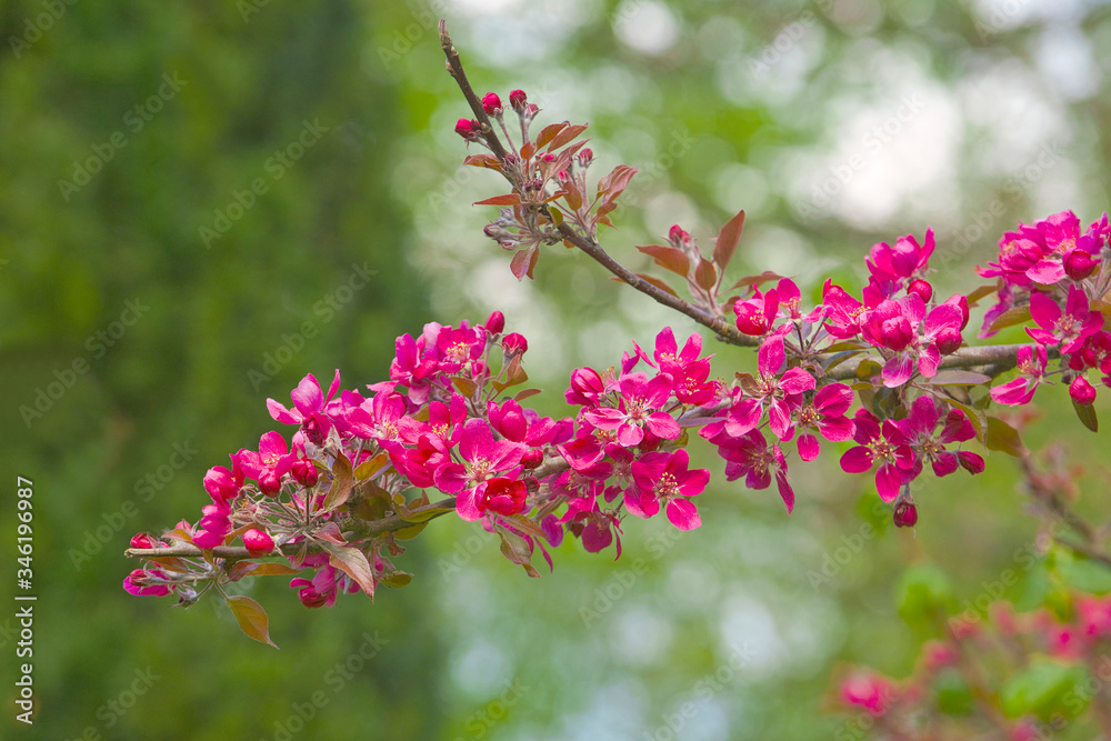 pink cherry blossom pink cherry blossom
