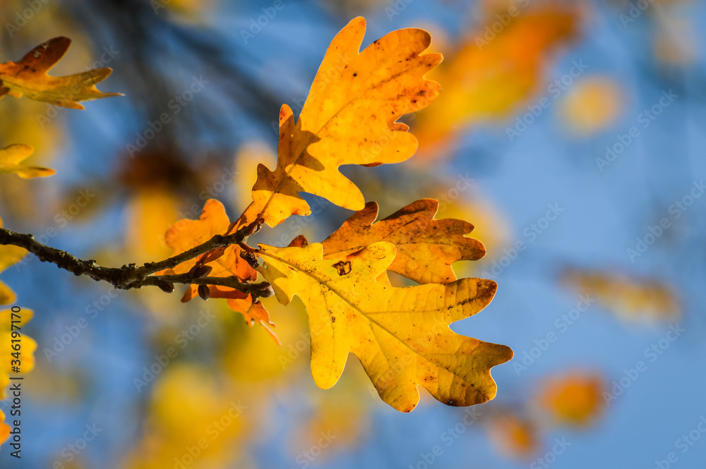 Sunlight through yellow and orange leaves of an oak tree in autumn - background