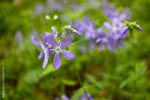 Violet flowers in the forest. Close-up of purpule little wildflowers growing on the spring lawn. Natural floral background 