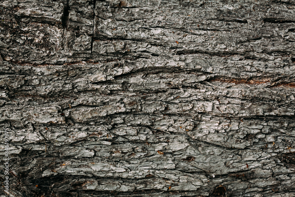 Textured texture pattern brown old wood in summer Textured texture pattern brown old wood in summer