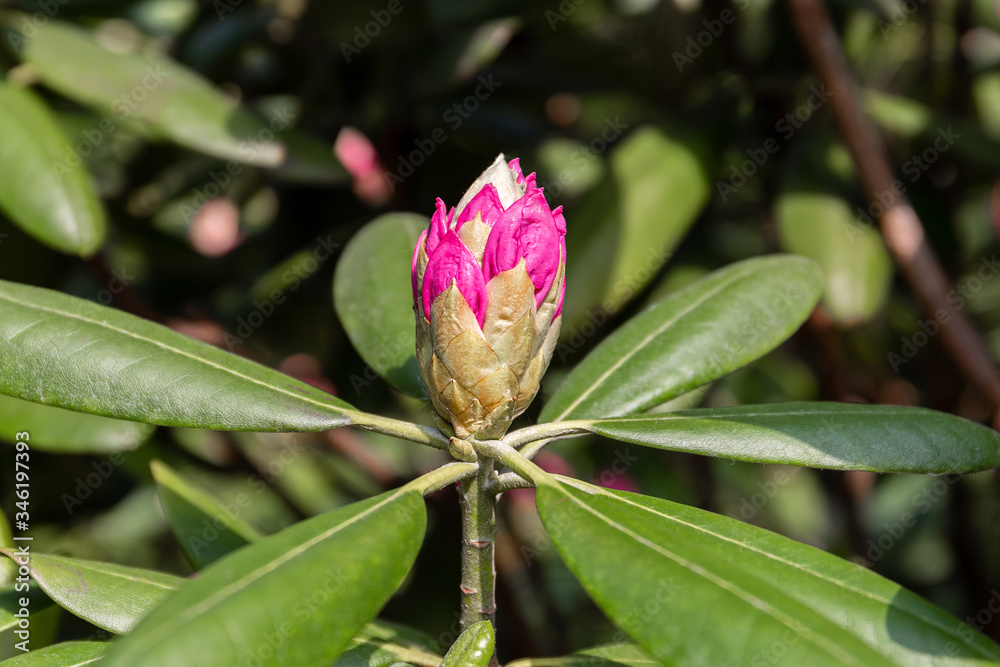 Obraz premium Spring Bud of a garden rhododendron.