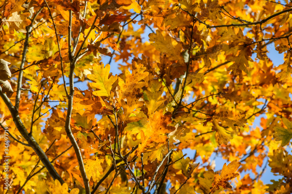 Sunlight through yellow and orange leaves of an oak tree in autumn - background