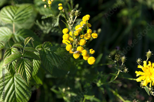 Bright yellow flowers in dense green thickets.