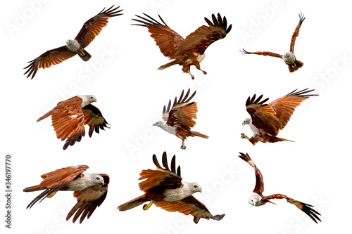 Set The Red eagle fly on the sky in nature at thailand on white background have path