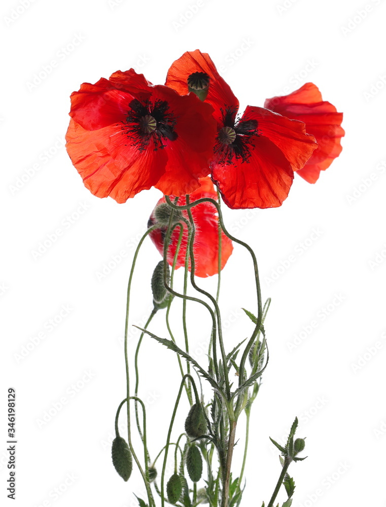 Red poppy flower with buds on stem isolated on white background, clipping path Red poppy flower with buds on stem isolated on white background, clipping path