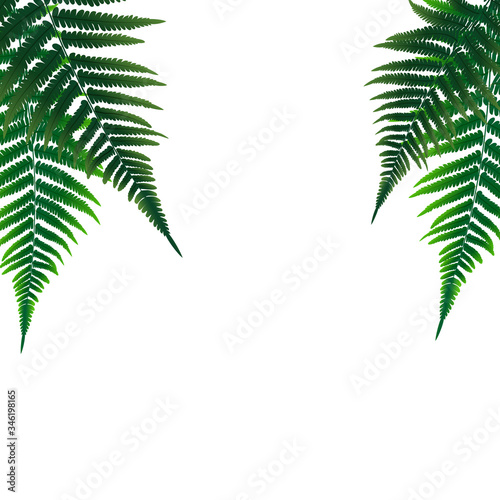 Fern Leaf Vector Background Illustration