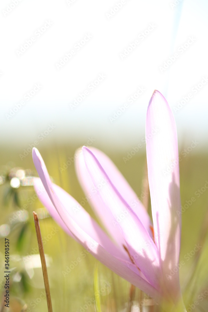 Fototapeta premium Eine Herbstzeitlose auf einer Wiese.