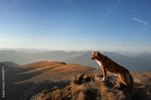 dog in the mountains. Nova Scotia Duck Tolling Retriever on the background of rocks at sunset. . Hiking with a pet