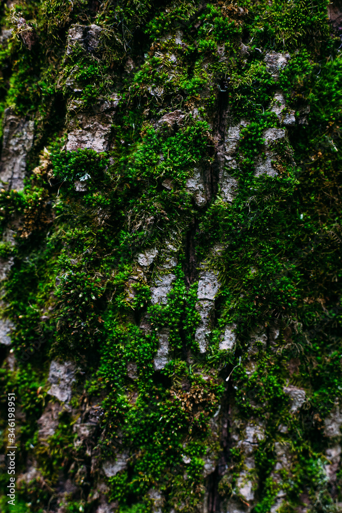 texture pattern of green moss shot close on an old tree trunk texture pattern of green moss shot close on an old tree trunk