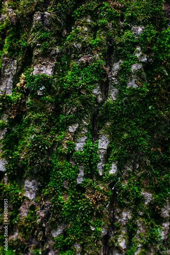 texture pattern of green moss shot close on an old tree trunk