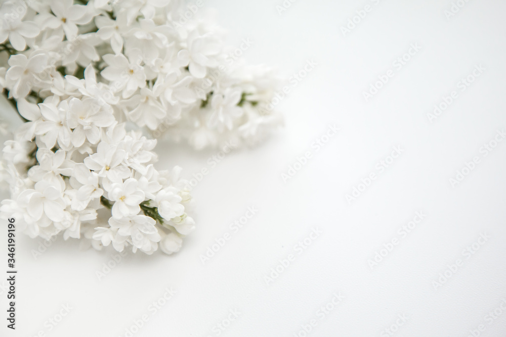 Beautiful lilac on a white background Beautiful lilac on a white background