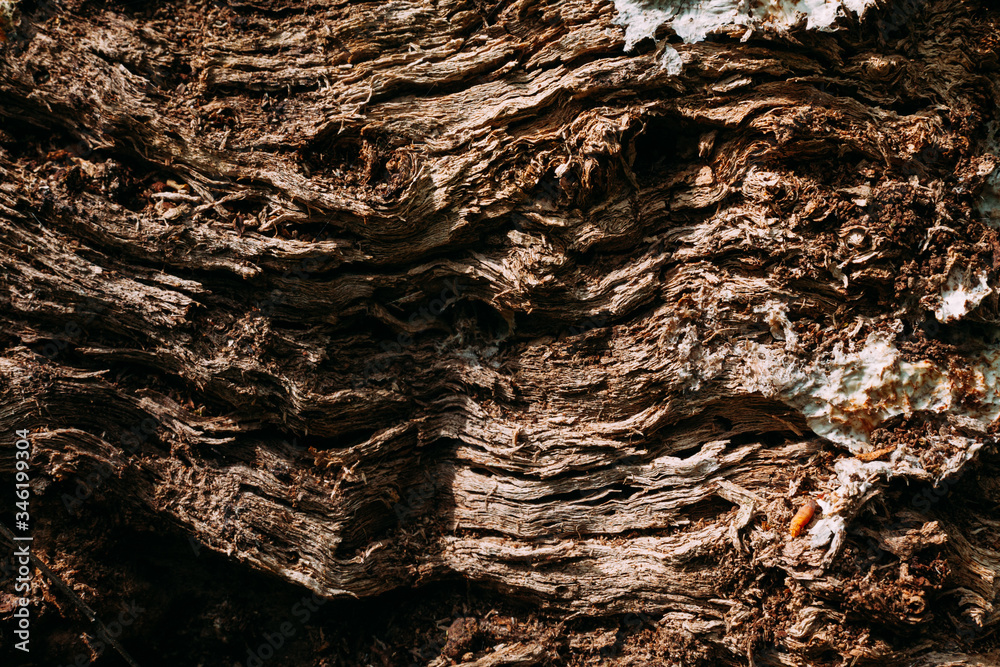 brown pattern texture of old wood chips bark shot close brown pattern texture of old wood chips bark shot close